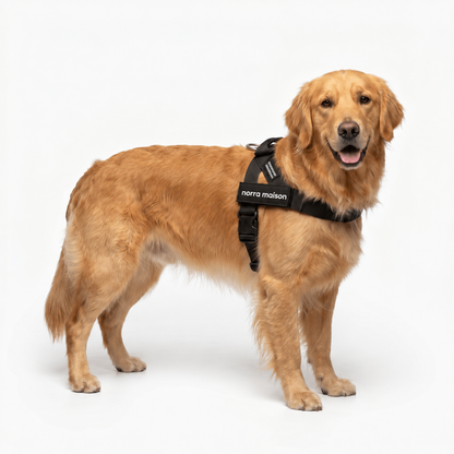 Golden retriever avec le harnais Balade